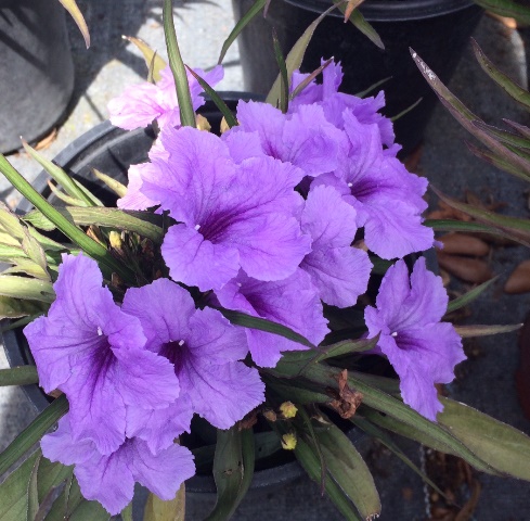 ruellia-brittoniana-compacta-katie-purple-mexican-bluebell-mexican-petunia-ruellia-tweediana-ruellia-brittoniana-katie-blue