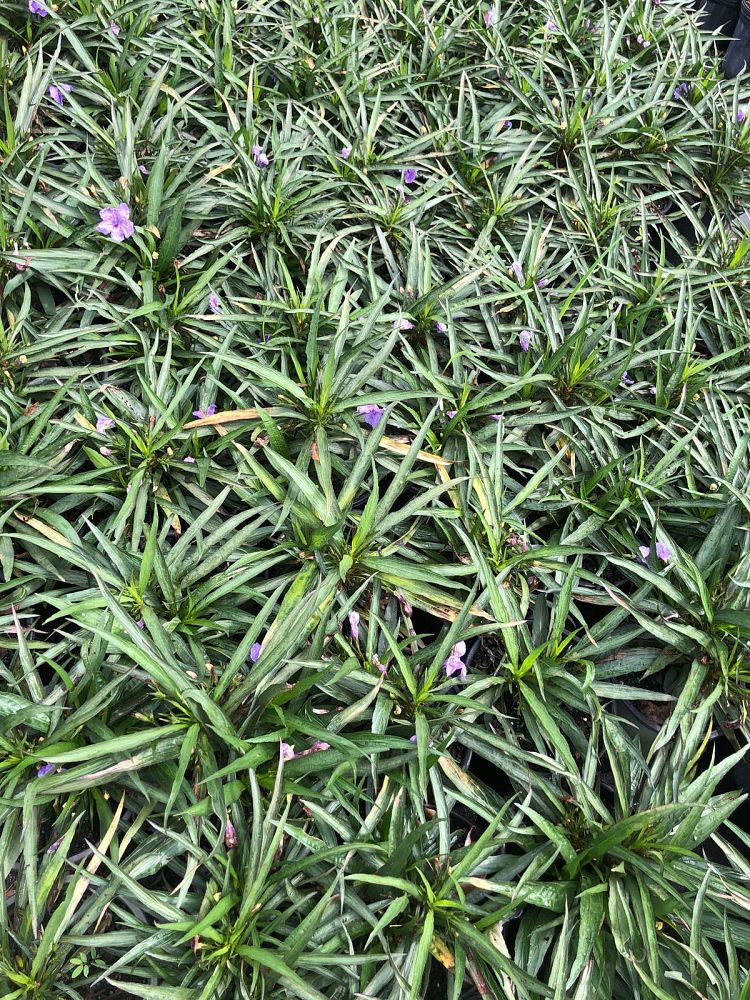 ruellia-brittoniana-compacta-katie-purple-mexican-bluebell-mexican-petunia-ruellia-tweediana-ruellia-brittoniana-katie-blue