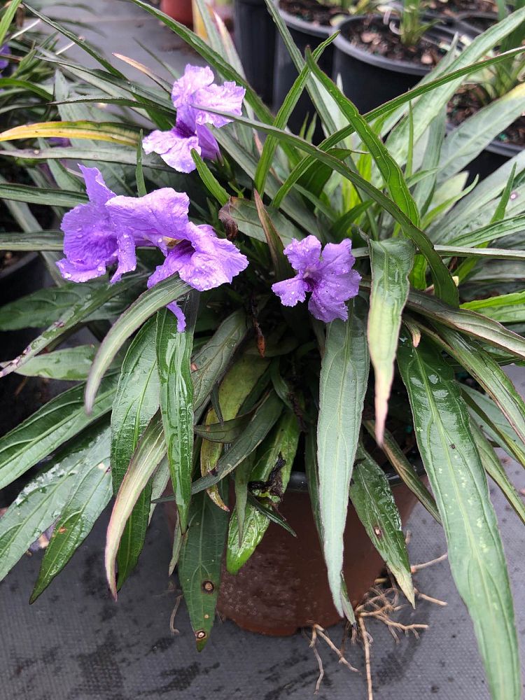 ruellia-brittoniana-compacta-katie-purple-mexican-bluebell-mexican-petunia-ruellia-tweediana-ruellia-brittoniana-katie-blue