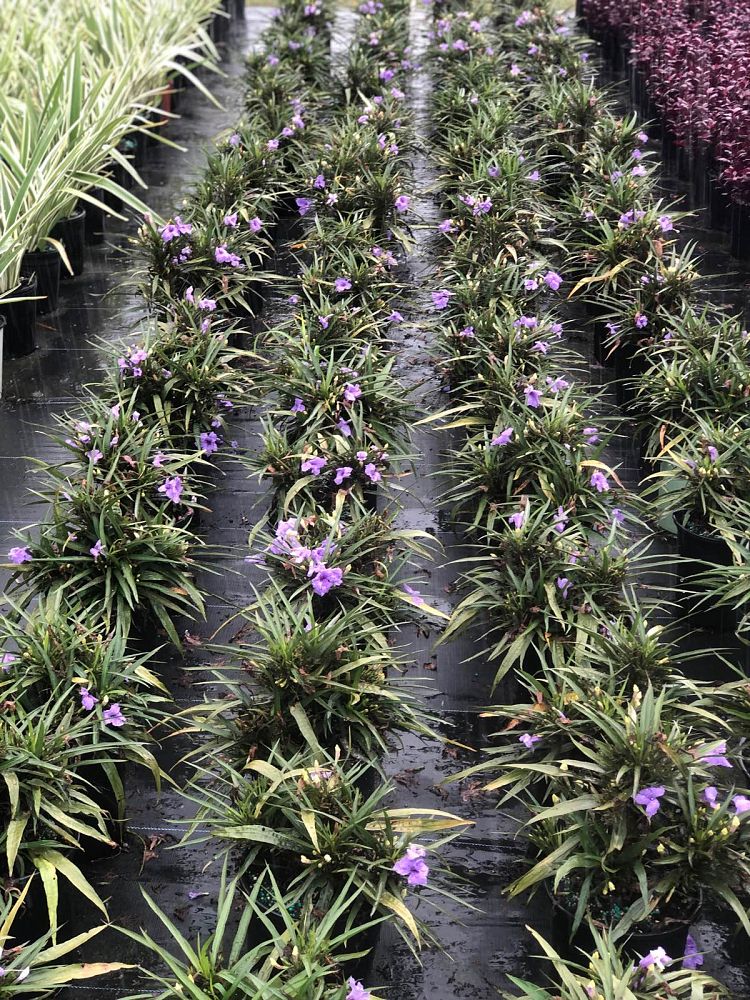 ruellia-brittoniana-compacta-katie-purple-mexican-bluebell-mexican-petunia-ruellia-tweediana-ruellia-brittoniana-katie-blue