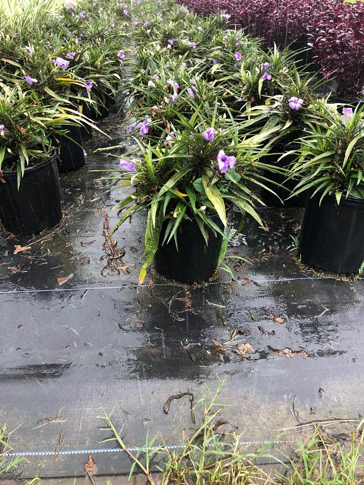 ruellia-brittoniana-compacta-katie-purple-mexican-bluebell-mexican-petunia-ruellia-tweediana-ruellia-brittoniana-katie-blue
