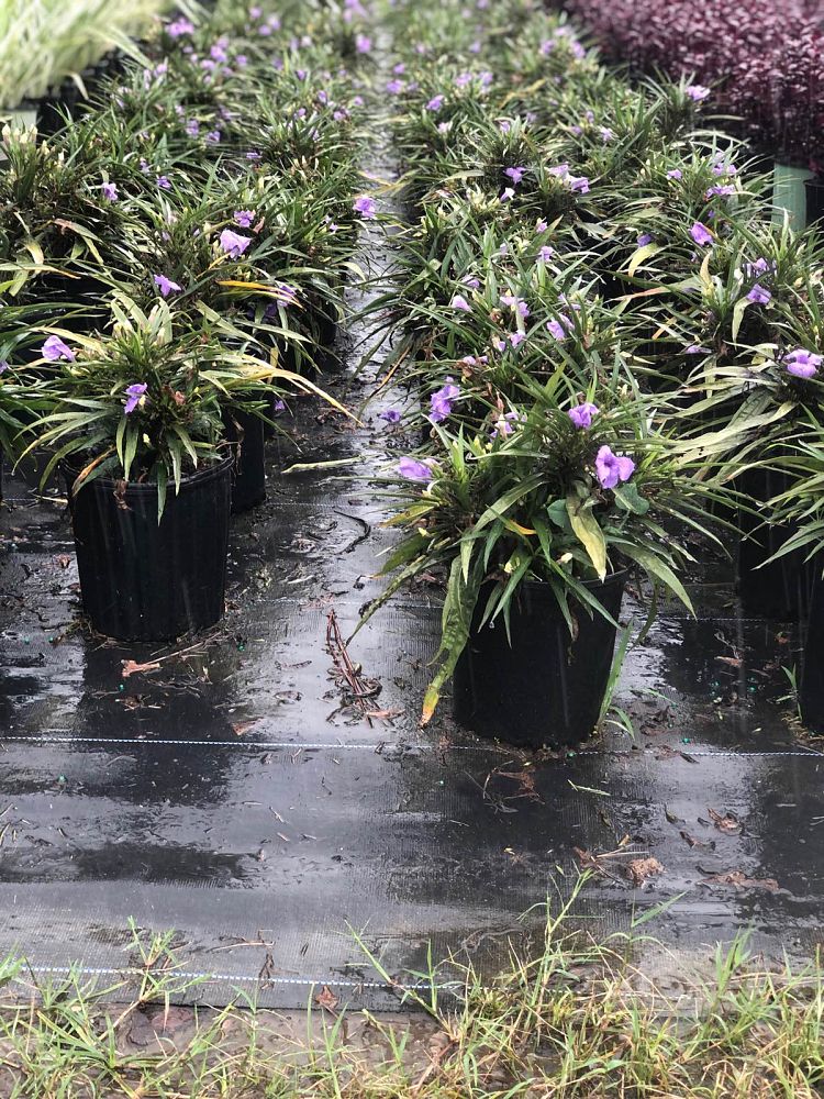 ruellia-brittoniana-compacta-katie-purple-mexican-bluebell-mexican-petunia-ruellia-tweediana-ruellia-brittoniana-katie-blue