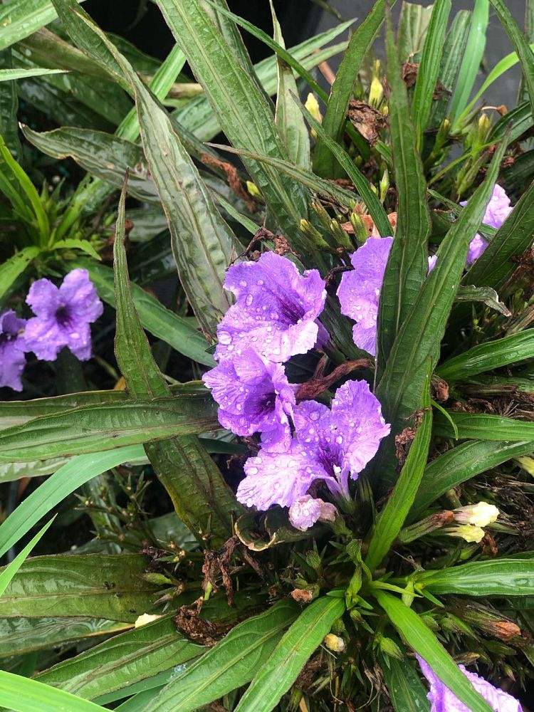 ruellia-brittoniana-compacta-katie-purple-mexican-bluebell-mexican-petunia-ruellia-tweediana-ruellia-brittoniana-katie-blue