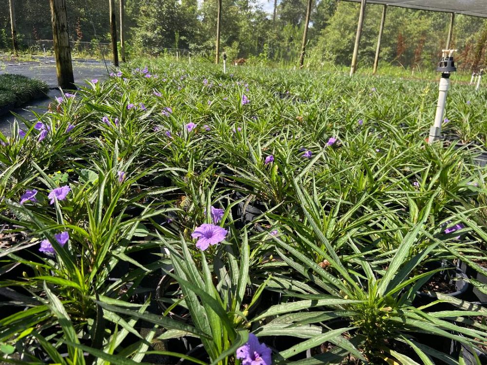 ruellia-brittoniana-compacta-katie-purple-mexican-bluebell-mexican-petunia-ruellia-tweediana-ruellia-brittoniana-katie-blue