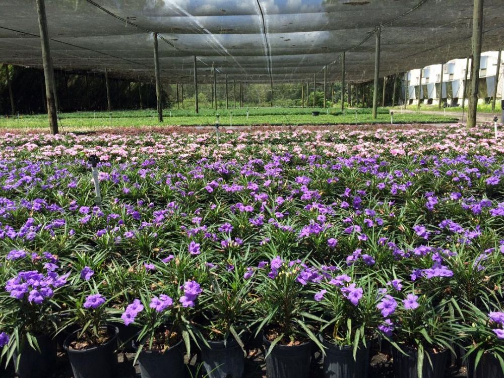 ruellia-brittoniana-compacta-katie-purple-mexican-bluebell-mexican-petunia-ruellia-tweediana-ruellia-brittoniana-katie-blue