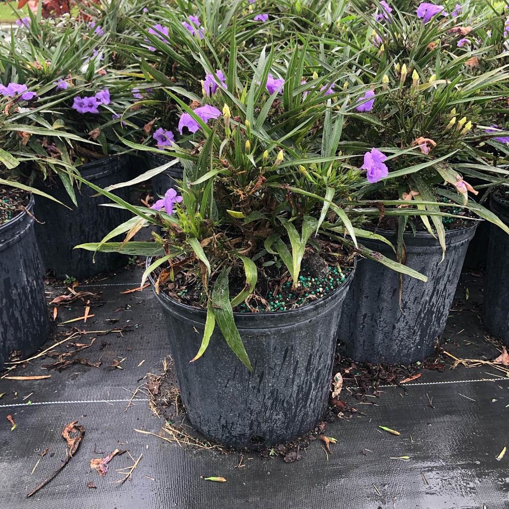 ruellia-brittoniana-compacta-katie-purple-mexican-bluebell-mexican-petunia-ruellia-tweediana-ruellia-brittoniana-katie-blue