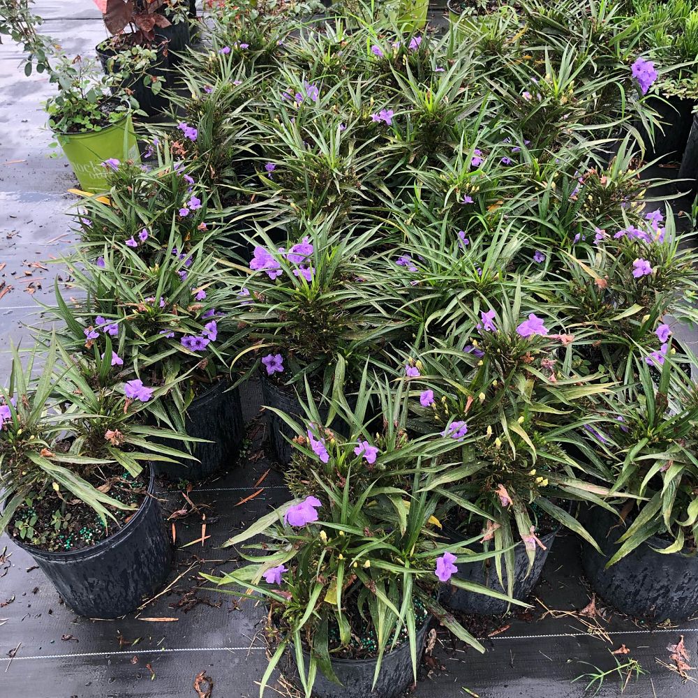 ruellia-brittoniana-compacta-katie-purple-mexican-bluebell-mexican-petunia-ruellia-tweediana-ruellia-brittoniana-katie-blue