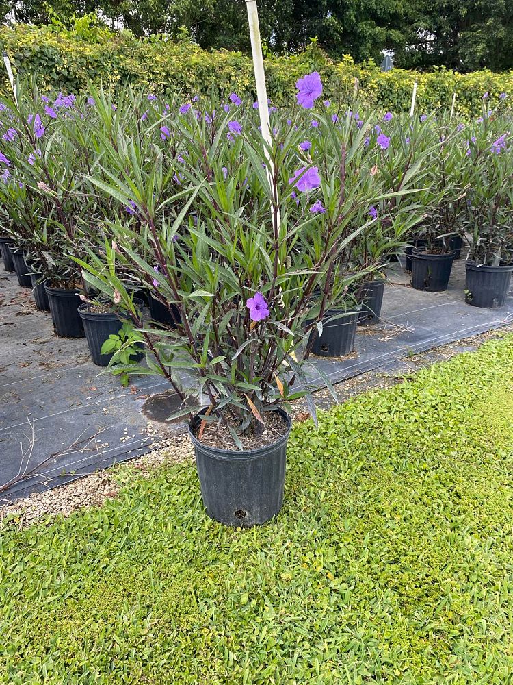 ruellia-brittoniana-compacta-katie-purple-mexican-bluebell-mexican-petunia-ruellia-tweediana-ruellia-brittoniana-katie-blue