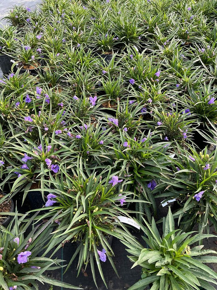 ruellia-brittoniana-compacta-katie-purple-mexican-bluebell-mexican-petunia-ruellia-tweediana-ruellia-brittoniana-katie-blue