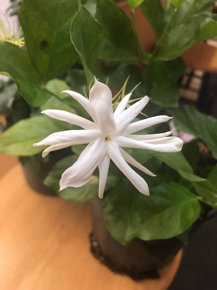 ruellia-brittoniana-compacta-katie-white-mexican-bluebell-mexican-petunia-ruellia-tweediana