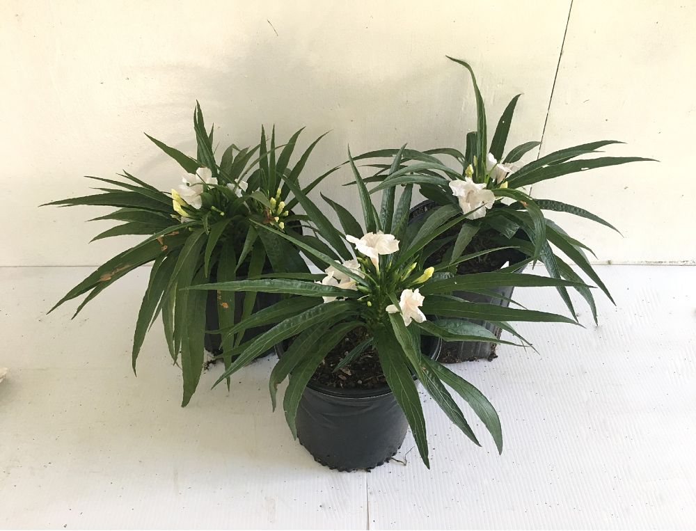 ruellia-brittoniana-compacta-katie-white-mexican-bluebell-mexican-petunia-ruellia-tweediana