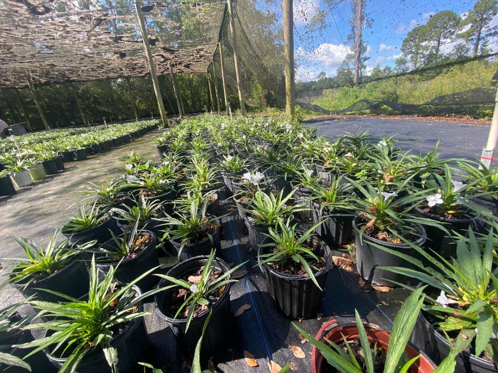 ruellia-brittoniana-compacta-katie-white-mexican-bluebell-mexican-petunia-ruellia-tweediana