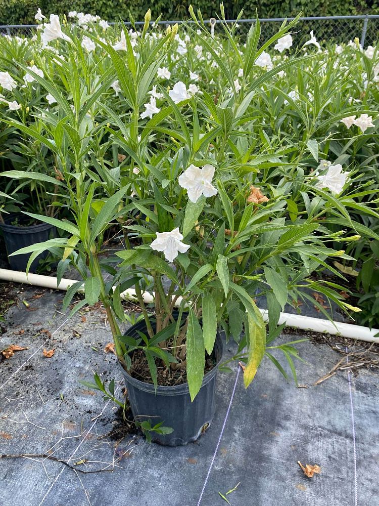 ruellia-brittoniana-compacta-katie-white-mexican-bluebell-mexican-petunia-ruellia-tweediana