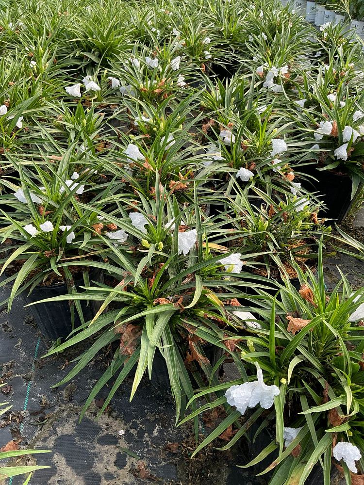 ruellia-brittoniana-compacta-katie-white-mexican-bluebell-mexican-petunia-ruellia-tweediana