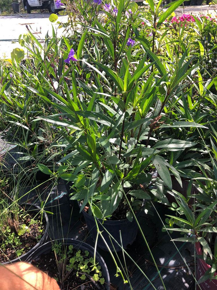 ruellia-brittoniana-mexican-bluebell-mexican-petunia