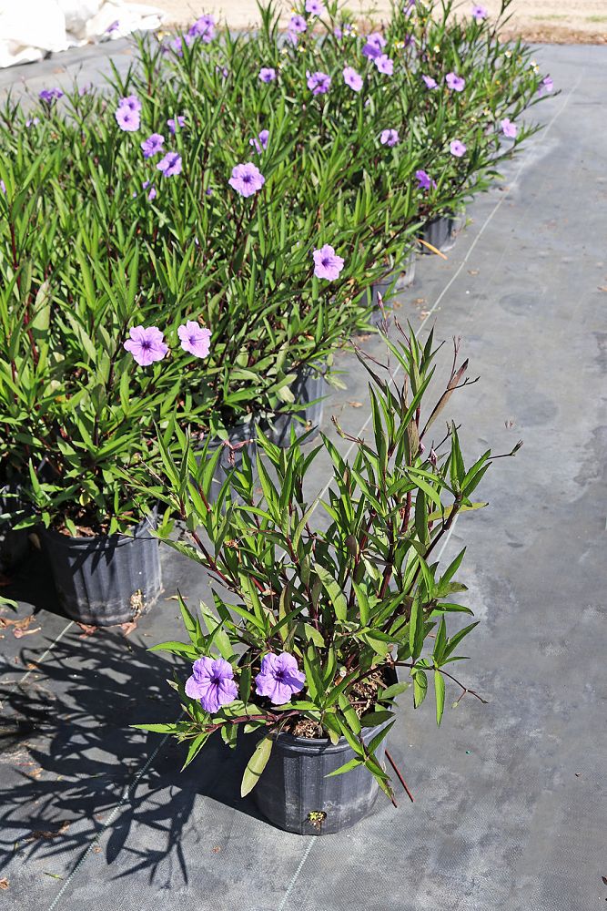 ruellia-brittoniana-mexican-bluebell-mexican-petunia