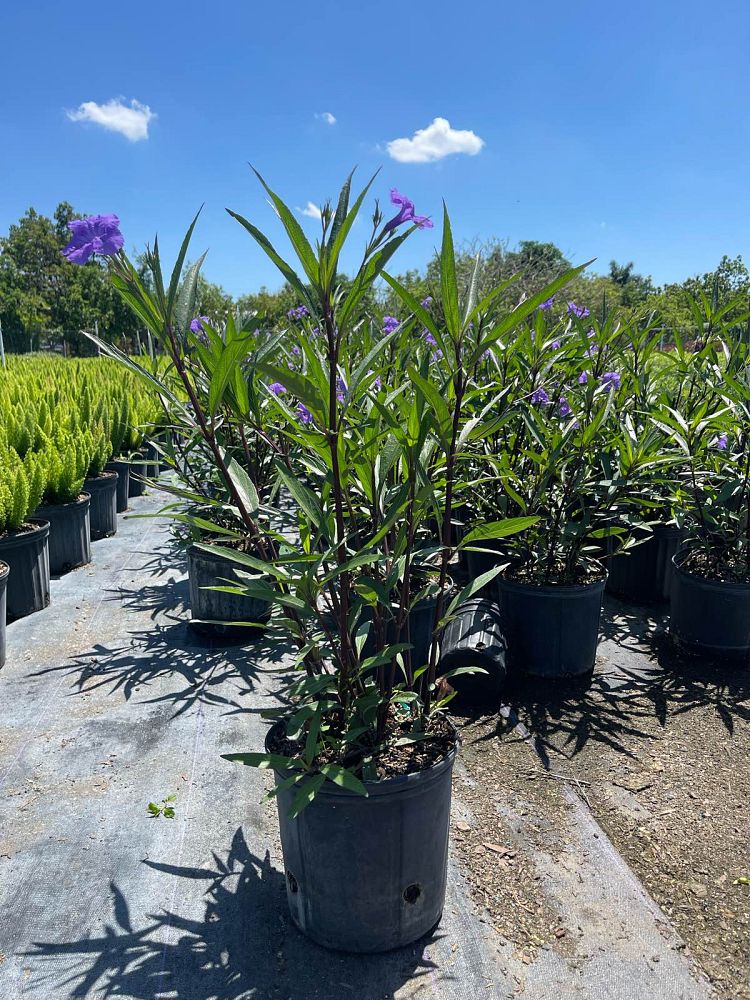 ruellia-brittoniana-mexican-bluebell-mexican-petunia