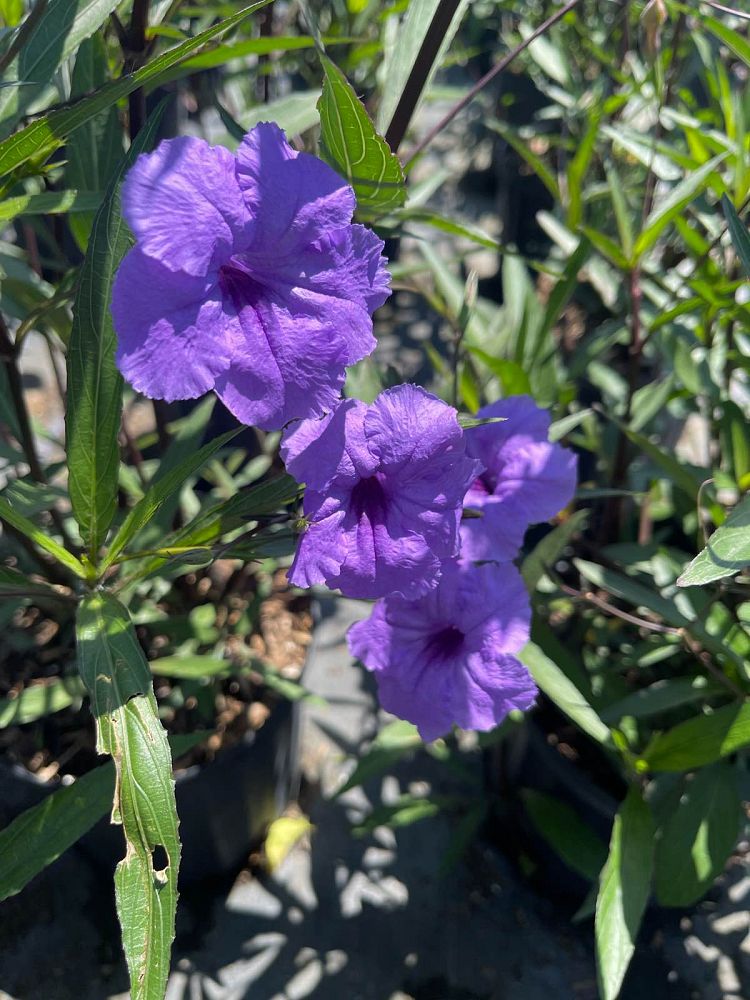 ruellia-brittoniana-mexican-bluebell-mexican-petunia