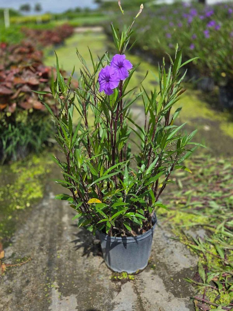 ruellia-brittoniana-mexican-bluebell-mexican-petunia