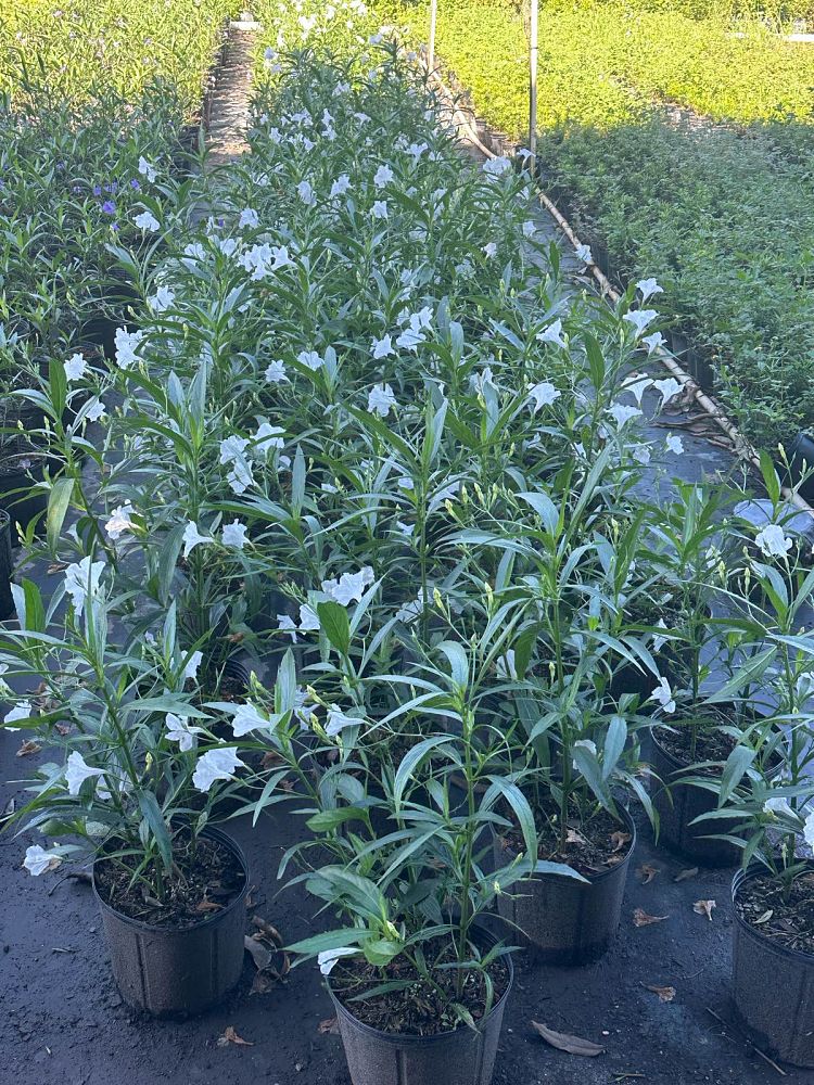 ruellia-brittoniana-mexican-bluebell-mexican-petunia