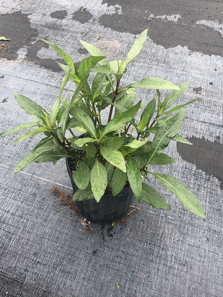 ruellia-brittoniana-mexican-petunia-mexican-bluebell-ruellia-ignorantiae-ruellia-microphylla-ruellia-spectabilis