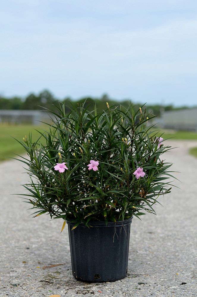 ruellia-brittoniana-mexican-petunia-mexican-bluebell-ruellia-ignorantiae-ruellia-microphylla-ruellia-spectabilis