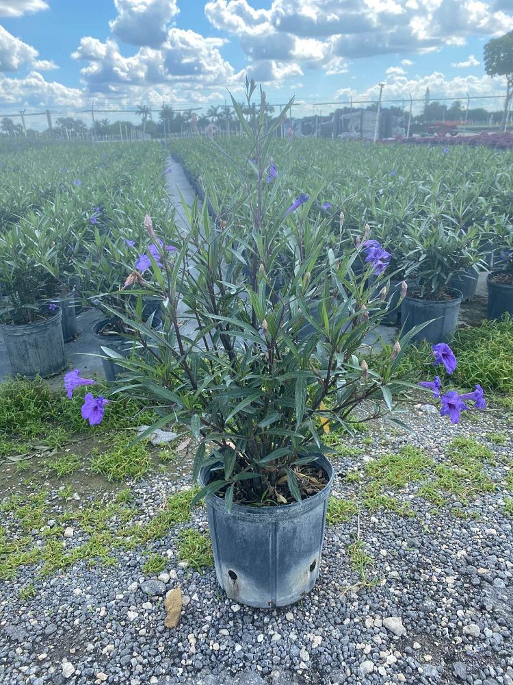 ruellia-brittoniana-mexican-petunia-mexican-bluebell-ruellia-ignorantiae-ruellia-microphylla-ruellia-spectabilis