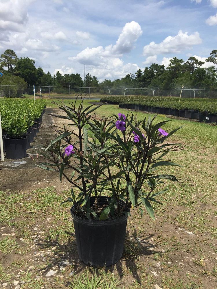 ruellia-brittoniana-mexican-petunia-mexican-bluebell-ruellia-ignorantiae-ruellia-microphylla-ruellia-spectabilis