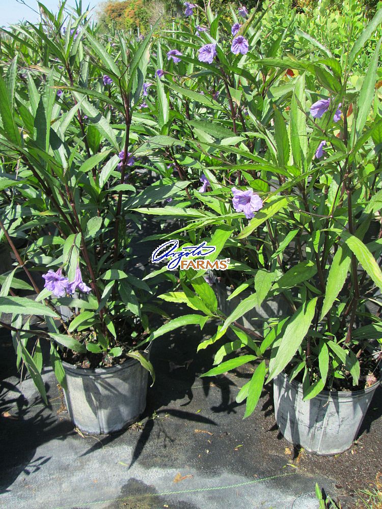 ruellia-brittoniana-mexican-petunia-mexican-bluebell-ruellia-ignorantiae-ruellia-microphylla-ruellia-spectabilis