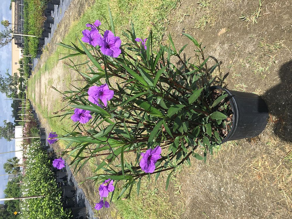 ruellia-brittoniana-mexican-petunia-mexican-bluebell-ruellia-ignorantiae-ruellia-microphylla-ruellia-spectabilis