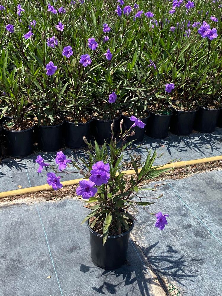 ruellia-brittoniana-mexican-petunia-mexican-bluebell-ruellia-ignorantiae-ruellia-microphylla-ruellia-spectabilis