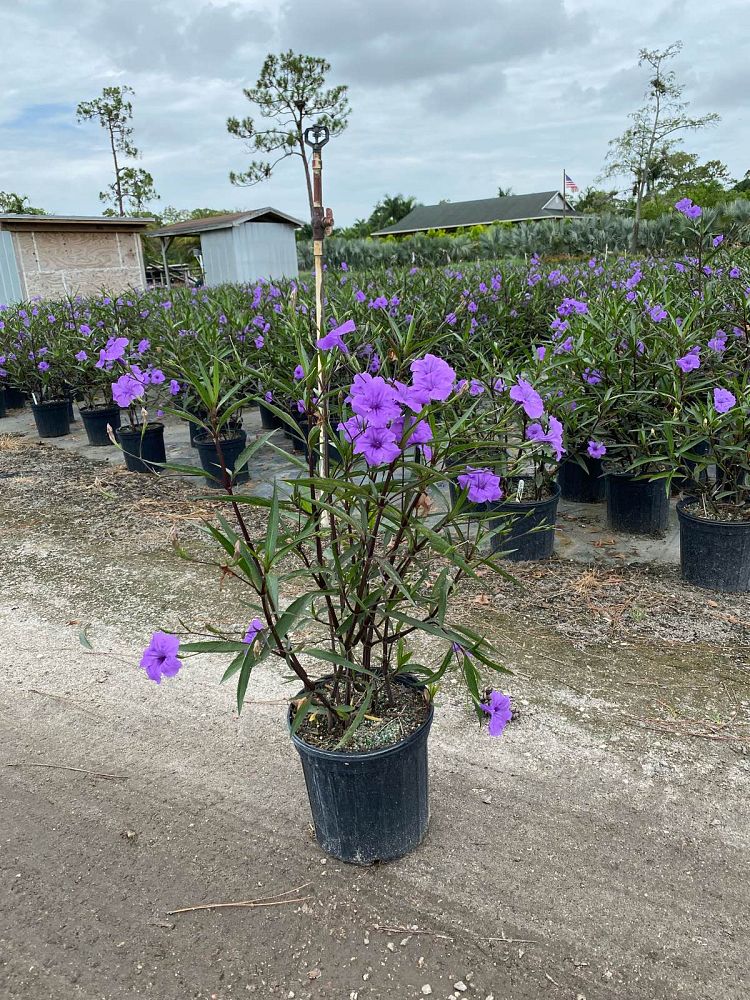 ruellia-brittoniana-mexican-petunia-mexican-bluebell-ruellia-ignorantiae-ruellia-microphylla-ruellia-spectabilis