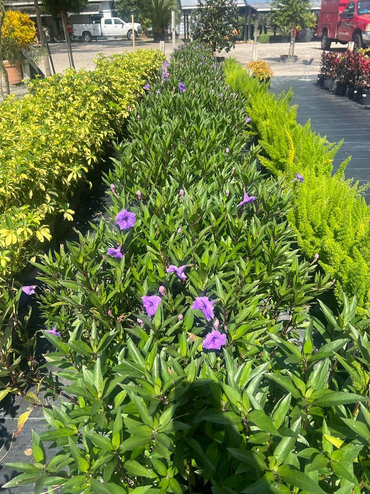 ruellia-brittoniana-mexican-petunia-mexican-bluebell-ruellia-ignorantiae-ruellia-microphylla-ruellia-spectabilis