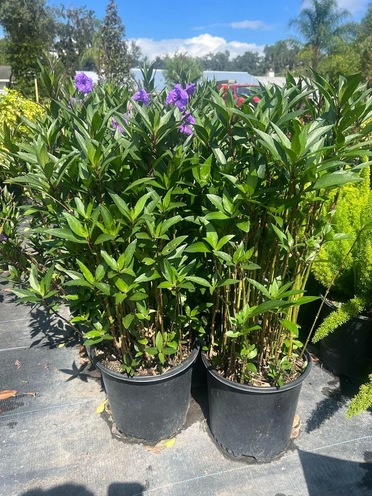 ruellia-brittoniana-mexican-petunia-mexican-bluebell-ruellia-ignorantiae-ruellia-microphylla-ruellia-spectabilis