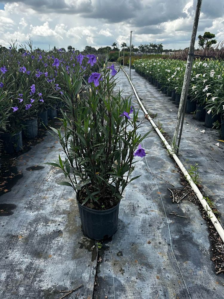 ruellia-brittoniana-mexican-petunia-mexican-bluebell-ruellia-ignorantiae-ruellia-microphylla-ruellia-spectabilis