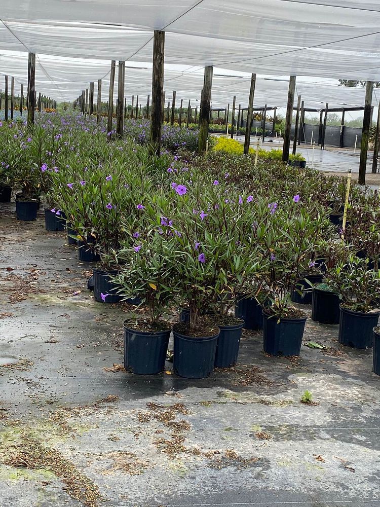 ruellia-brittoniana-mexican-petunia-mexican-bluebell-ruellia-ignorantiae-ruellia-microphylla-ruellia-spectabilis