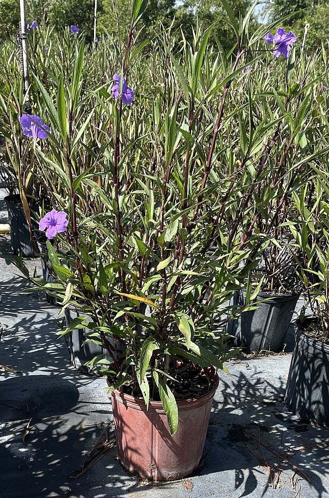 ruellia-brittoniana-mexican-petunia-mexican-bluebell-ruellia-ignorantiae-ruellia-microphylla-ruellia-spectabilis