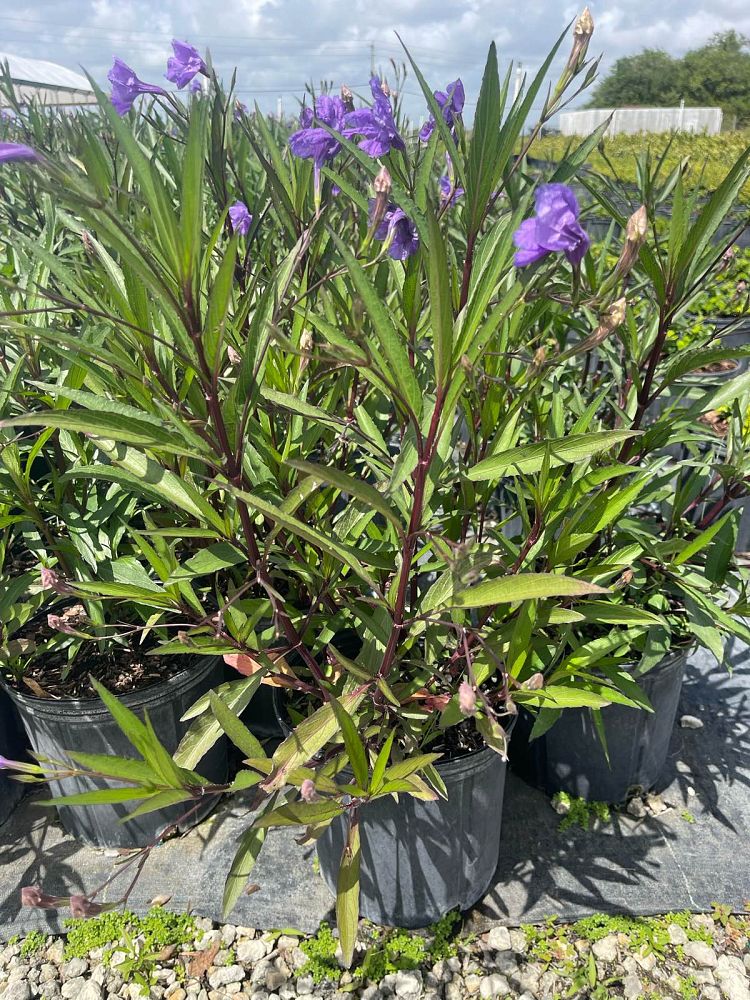 ruellia-brittoniana-mexican-petunia-mexican-bluebell-ruellia-ignorantiae-ruellia-microphylla-ruellia-spectabilis