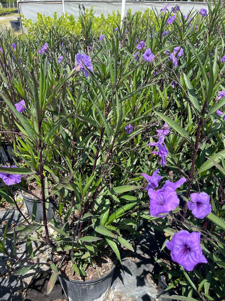 ruellia-brittoniana-mexican-petunia-mexican-bluebell-ruellia-ignorantiae-ruellia-microphylla-ruellia-spectabilis