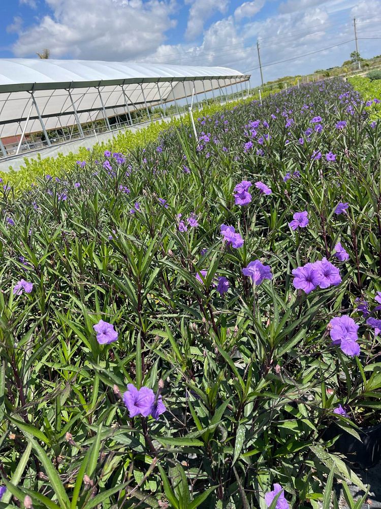 ruellia-brittoniana-mexican-petunia-mexican-bluebell-ruellia-ignorantiae-ruellia-microphylla-ruellia-spectabilis