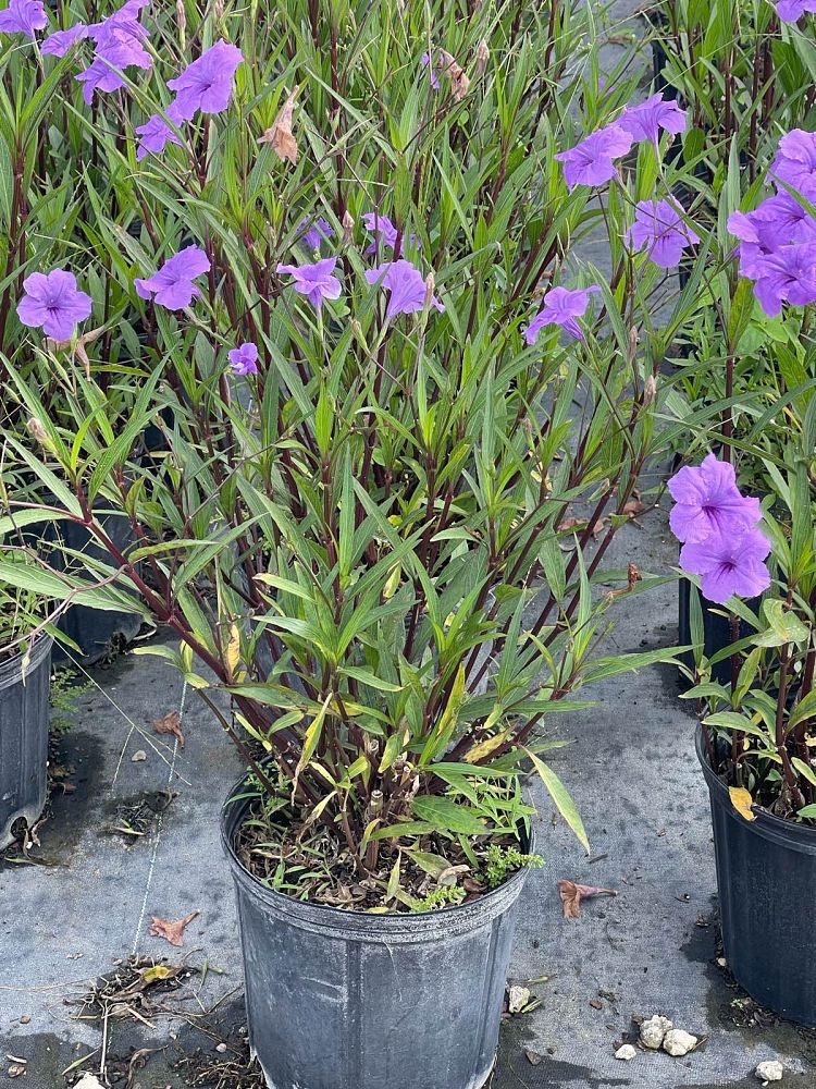 ruellia-brittoniana-mexican-petunia-mexican-bluebell-ruellia-ignorantiae-ruellia-microphylla-ruellia-spectabilis