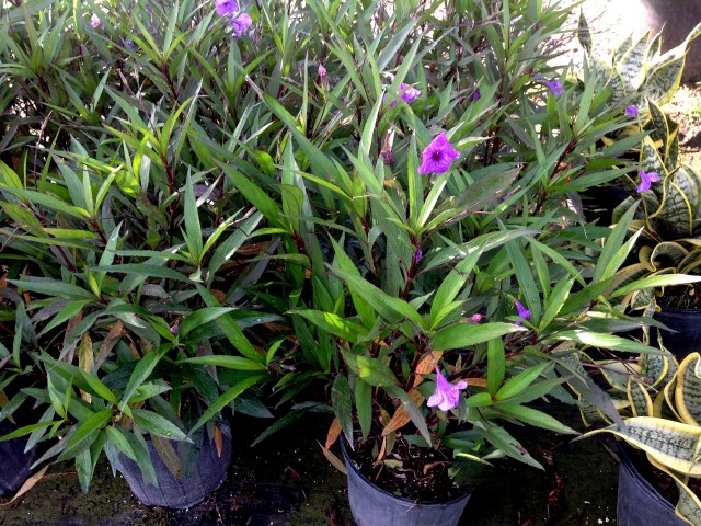 ruellia-brittoniana-purple-showers-mexican-bluebell-mexican-petunia