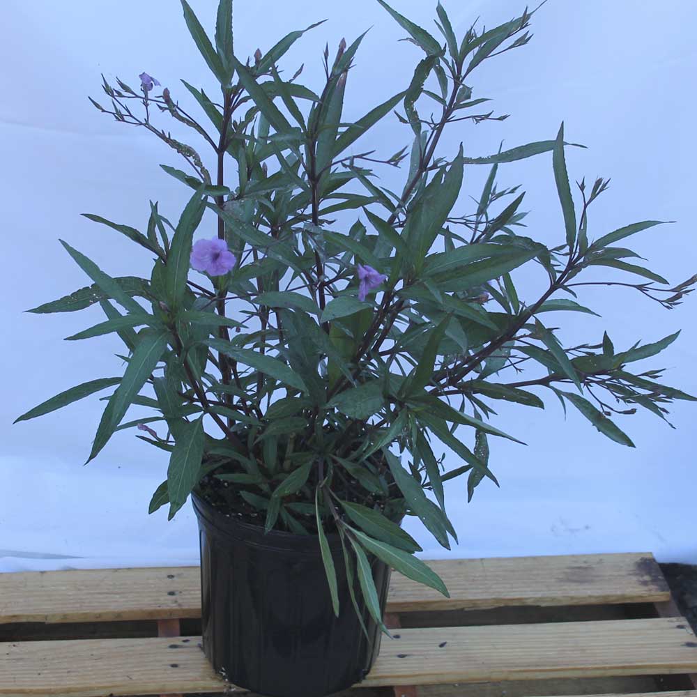 ruellia-brittoniana-purple-showers-mexican-bluebell-mexican-petunia