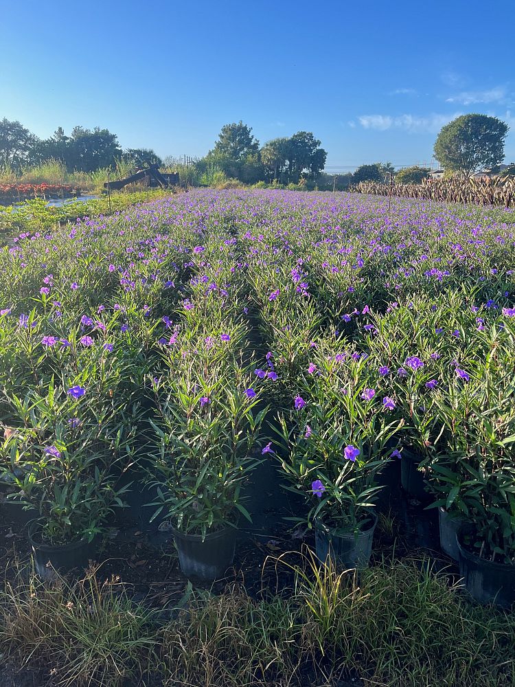 ruellia-brittoniana-purple-showers-mexican-bluebell-mexican-petunia