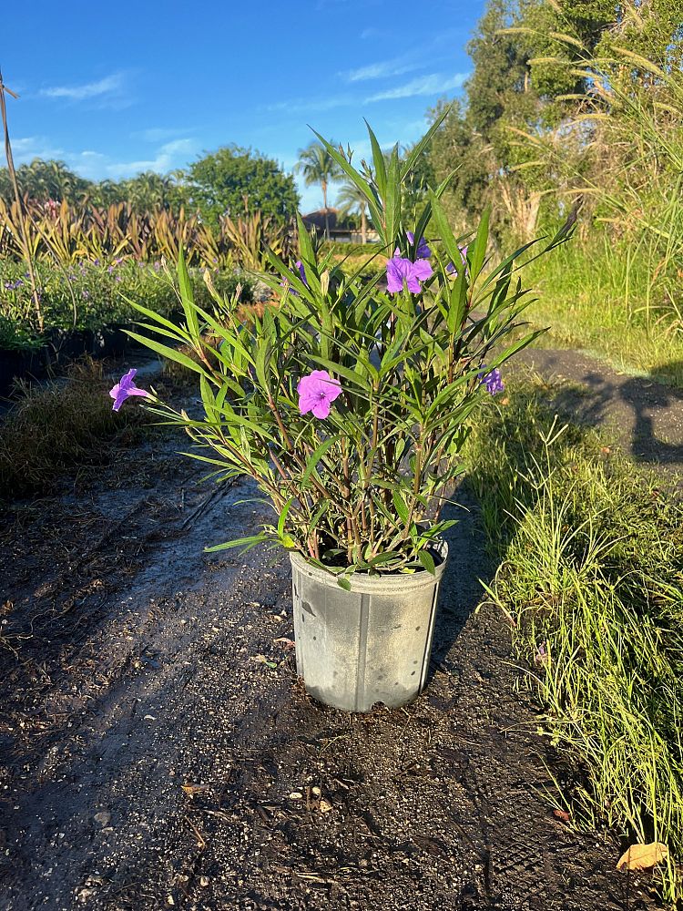 ruellia-brittoniana-purple-showers-mexican-bluebell-mexican-petunia