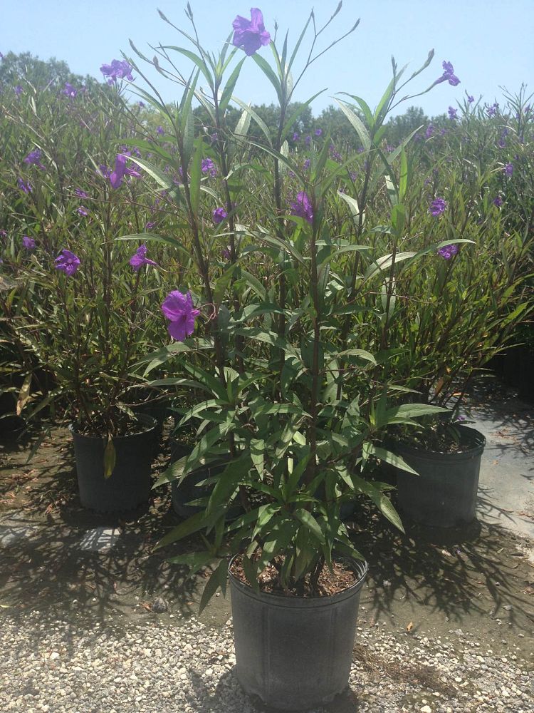 ruellia-brittoniana-purple-showers-mexican-bluebell-mexican-petunia