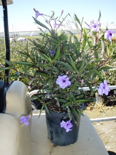 ruellia-brittoniana-purple-showers-mexican-bluebell-mexican-petunia