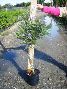 ruellia-brittoniana-purple-showers-mexican-bluebell-mexican-petunia