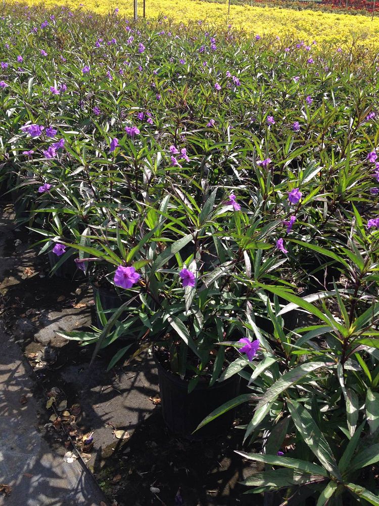 ruellia-brittoniana-purple-showers-mexican-bluebell-mexican-petunia