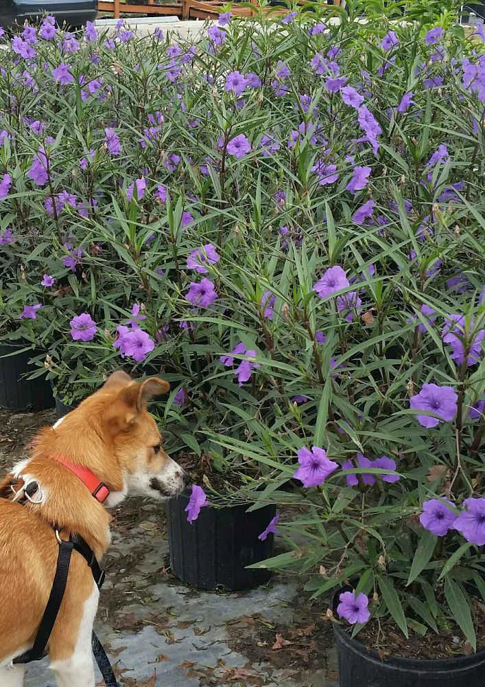ruellia-brittoniana-purple-showers-mexican-bluebell-mexican-petunia